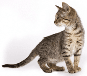 CAT 300x261